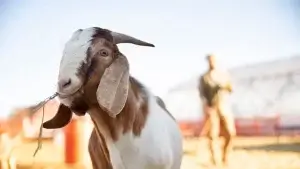 Bolehkah Berqurban Untuk Si Mayit? 3 mayit