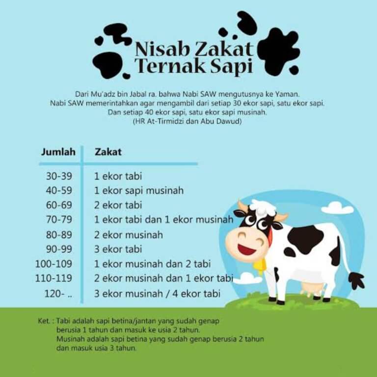 nisab zakat sapi